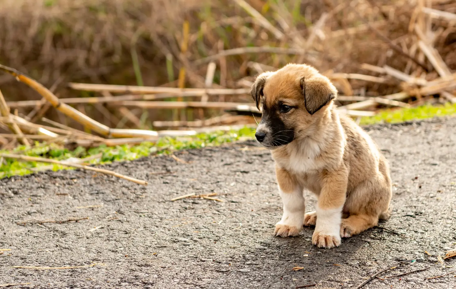 Buying a Kangal puppy means taking responsibility! Buy Kangal puppies.