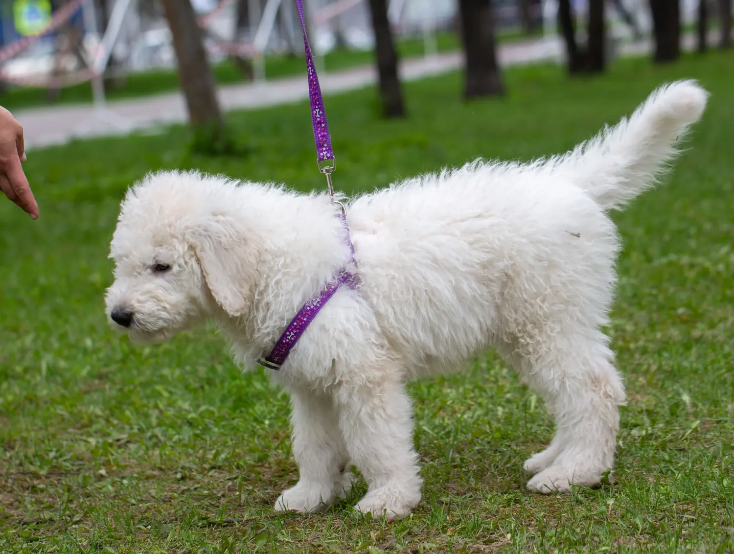Buying a Komondor puppy means taking responsibility! Buy Komondor puppies.