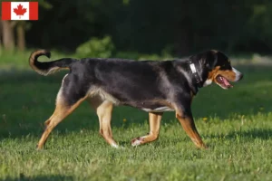 Read more about the article Great Swiss Mountain Dog Breeder and Puppies in Canada