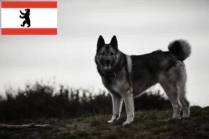Read more about the article Norwegian Elkhound breeder and puppies in Berlin