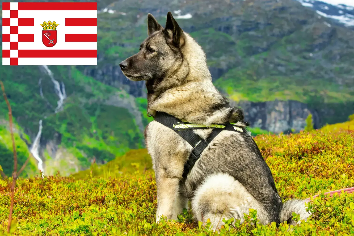 Norwegian Elkhound puppies and breeders Bremen Here you can find Norwegian Elkhound breeders in Bremen.