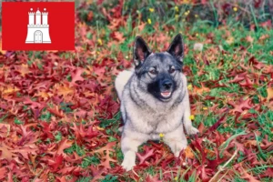 Read more about the article Norwegian Elkhound breeder and puppies in Hamburg