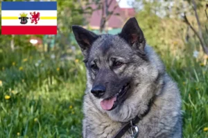 Read more about the article Norwegian Elkhound breeders and puppies in Mecklenburg-Vorpommern