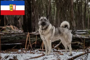 Read more about the article Norwegian Elkhound breeders and puppies in Schleswig-Holstein