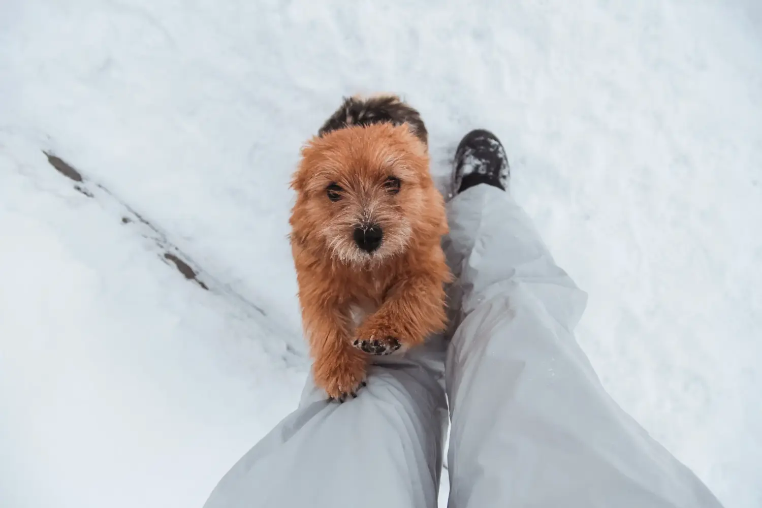 Buying a Norwich Terrier puppy means taking responsibility! Buy Norwich Terrier puppies.