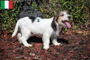 Read more about the article Petit Basset Griffon Vendéen breeders and puppies in Italy