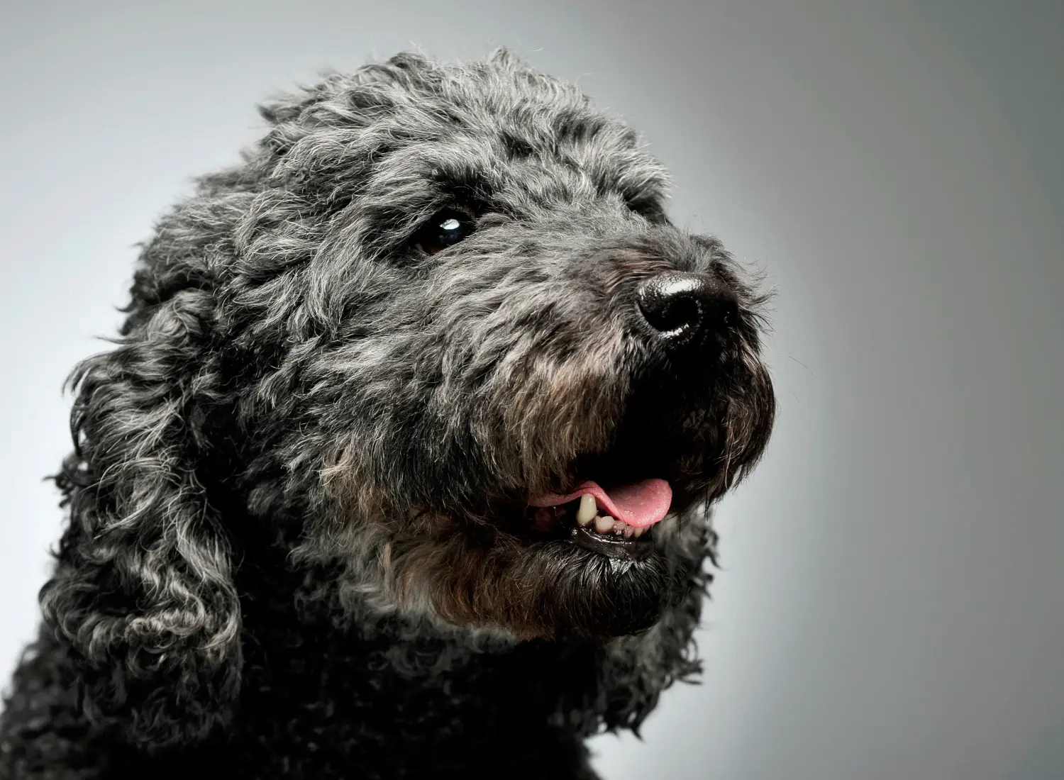Buying a Pumi puppy means taking responsibility! Buy Pumi puppies.