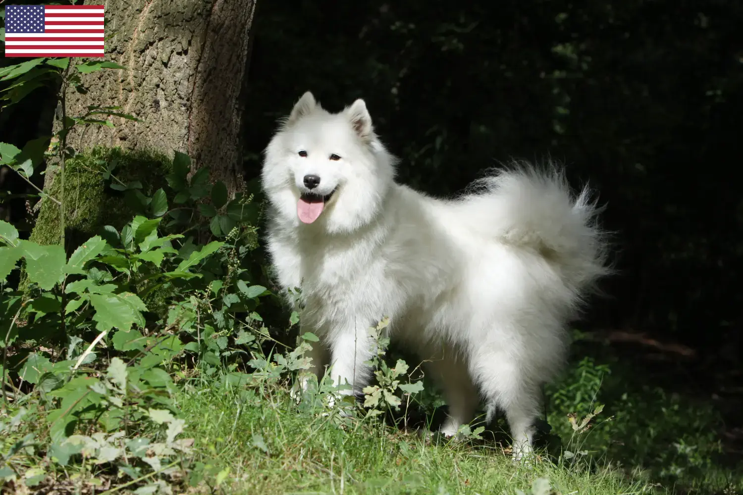 Samoyed puppies and breeders USA Here you can find Samoyed breeders in the USA.