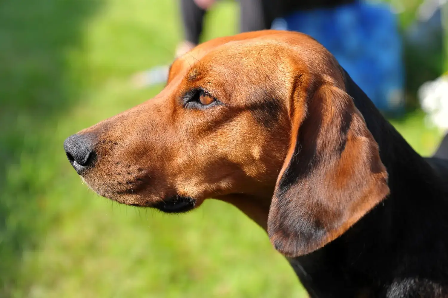 Schillerstövare puppies and breeders Here you can find Schillerstövare breeders near you.