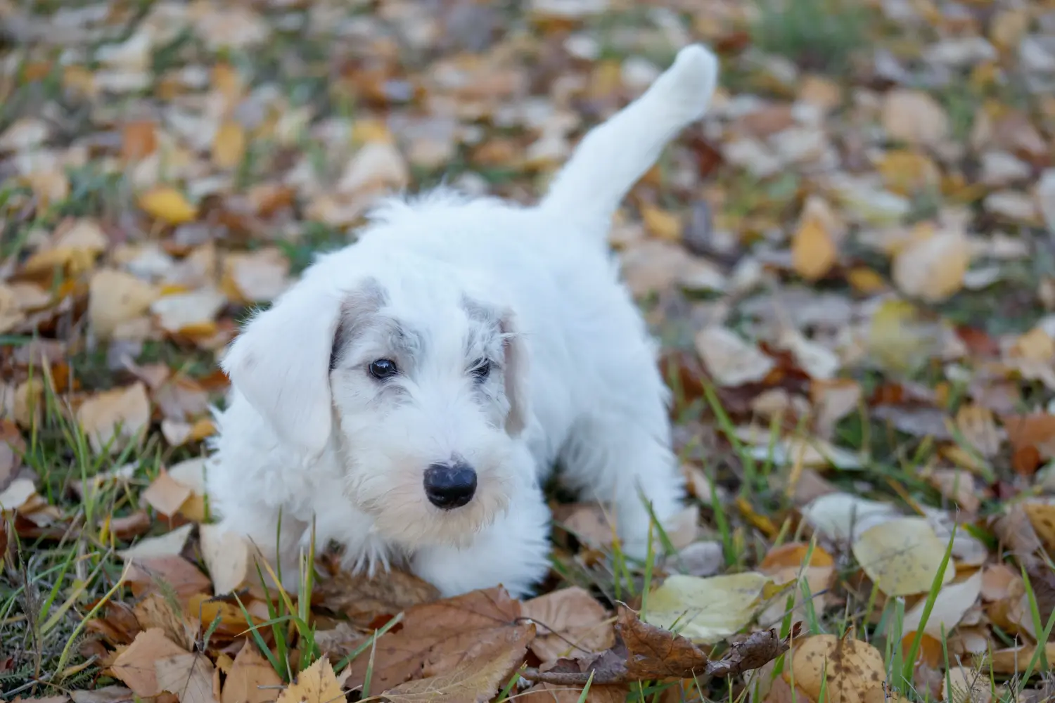 Buying a Sealyham Terrier puppy means taking responsibility! Buy Sealyham Terrier puppies.