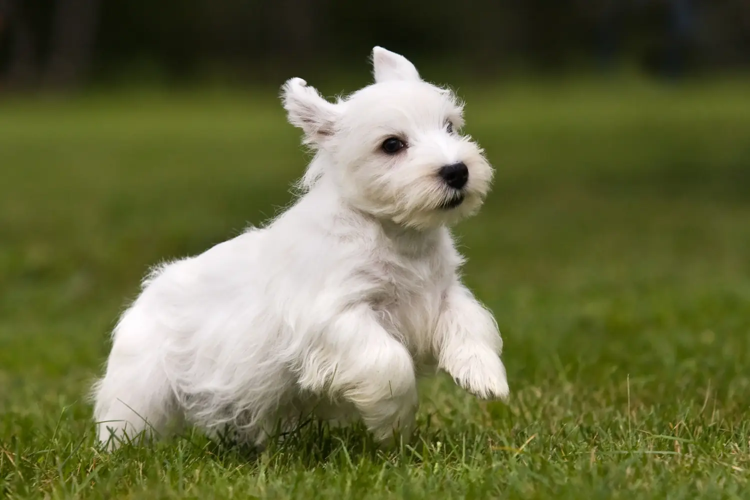 Buying a Sealyham Terrier puppy means taking responsibility! Buy Sealyham Terrier puppies.