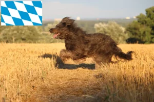 Read more about the article Sheep Poodle breeders and puppies in Bavaria