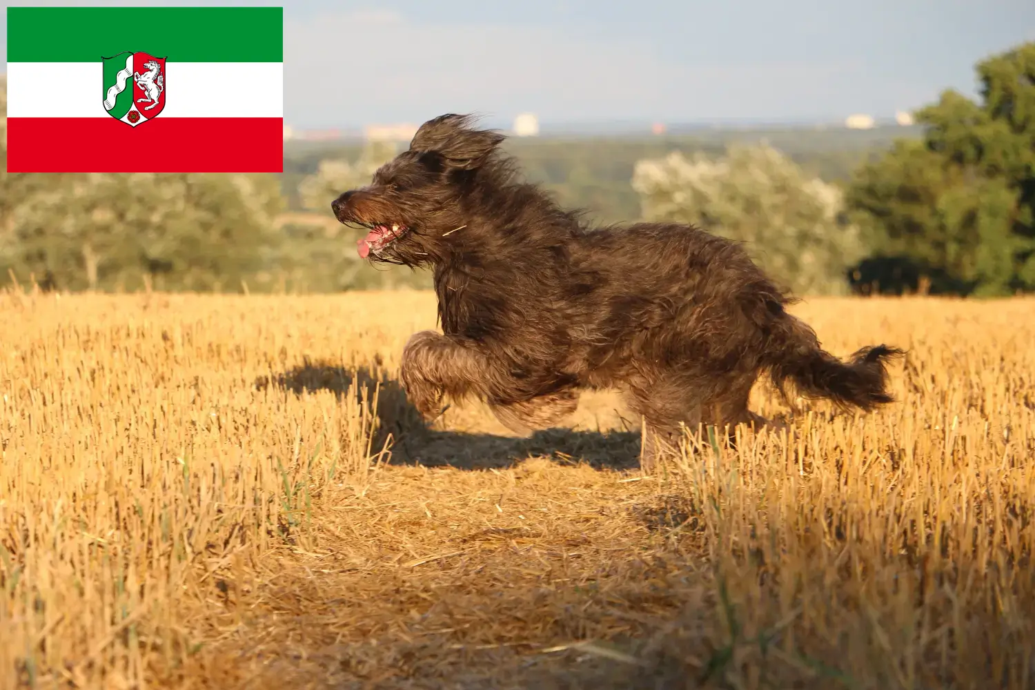 Sheep Poodle puppies and breeders North Rhine-Westphalia Here you can find Sheep Poodle breeders in North Rhine-Westphalia.