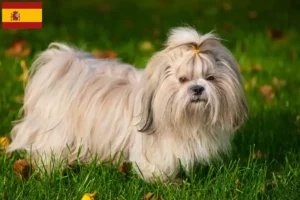 Read more about the article Shih Tzu breeders and puppies in Spain