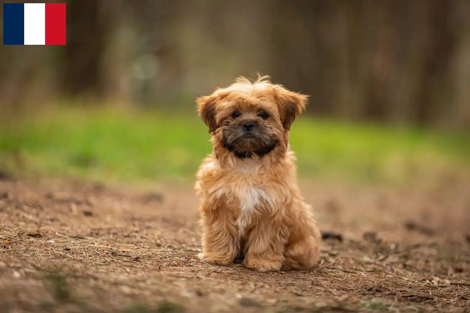 Read more about the article Shorkie breeders and puppies in France
