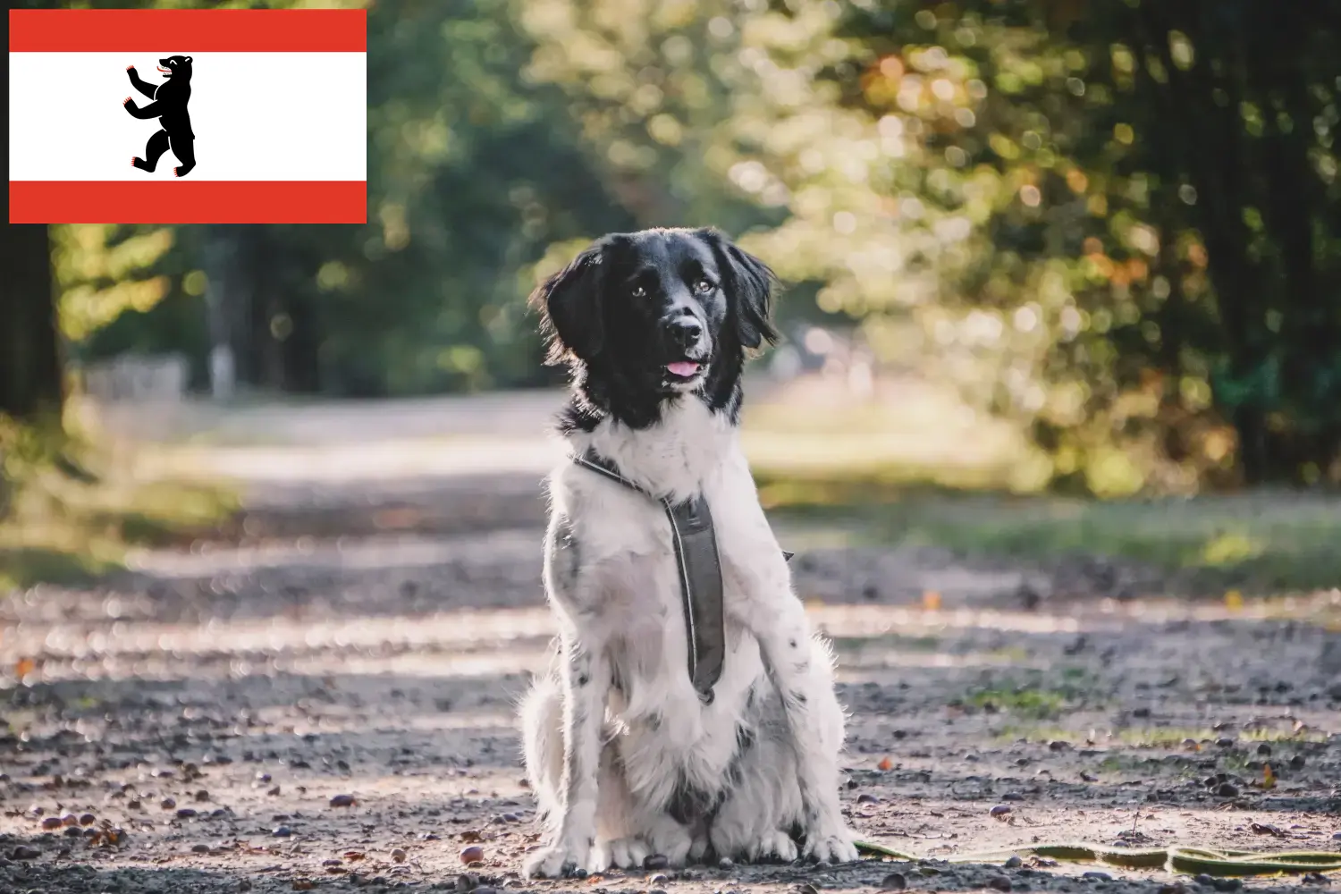Read more about the article Stabij breeders and puppies in Berlin