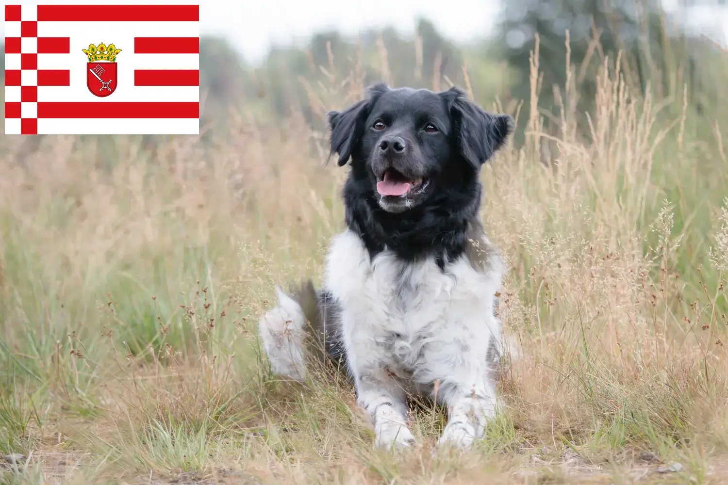 Stabij puppies and breeders Bremen Here you can find Stabijs breeders in Bremen.