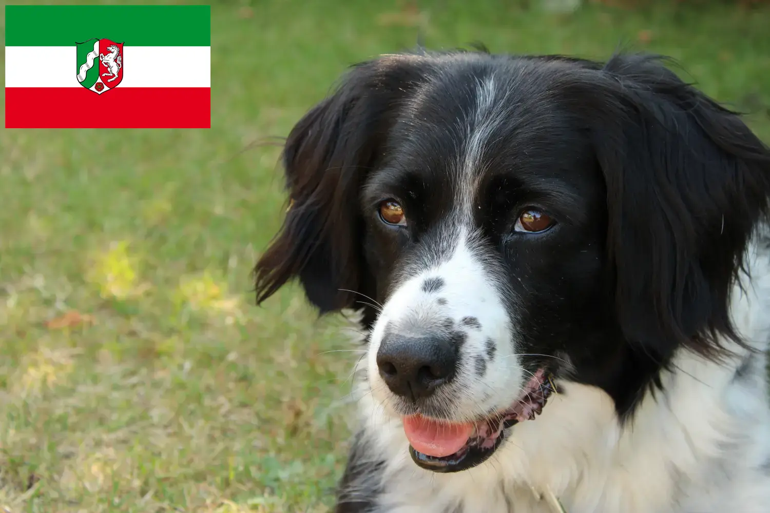 Read more about the article Stabij breeders and puppies in North Rhine-Westphalia