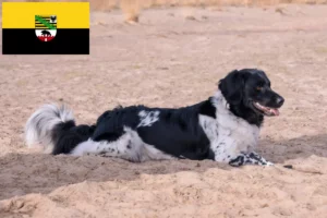 Read more about the article Stabij breeders and puppies in Saxony-Anhalt