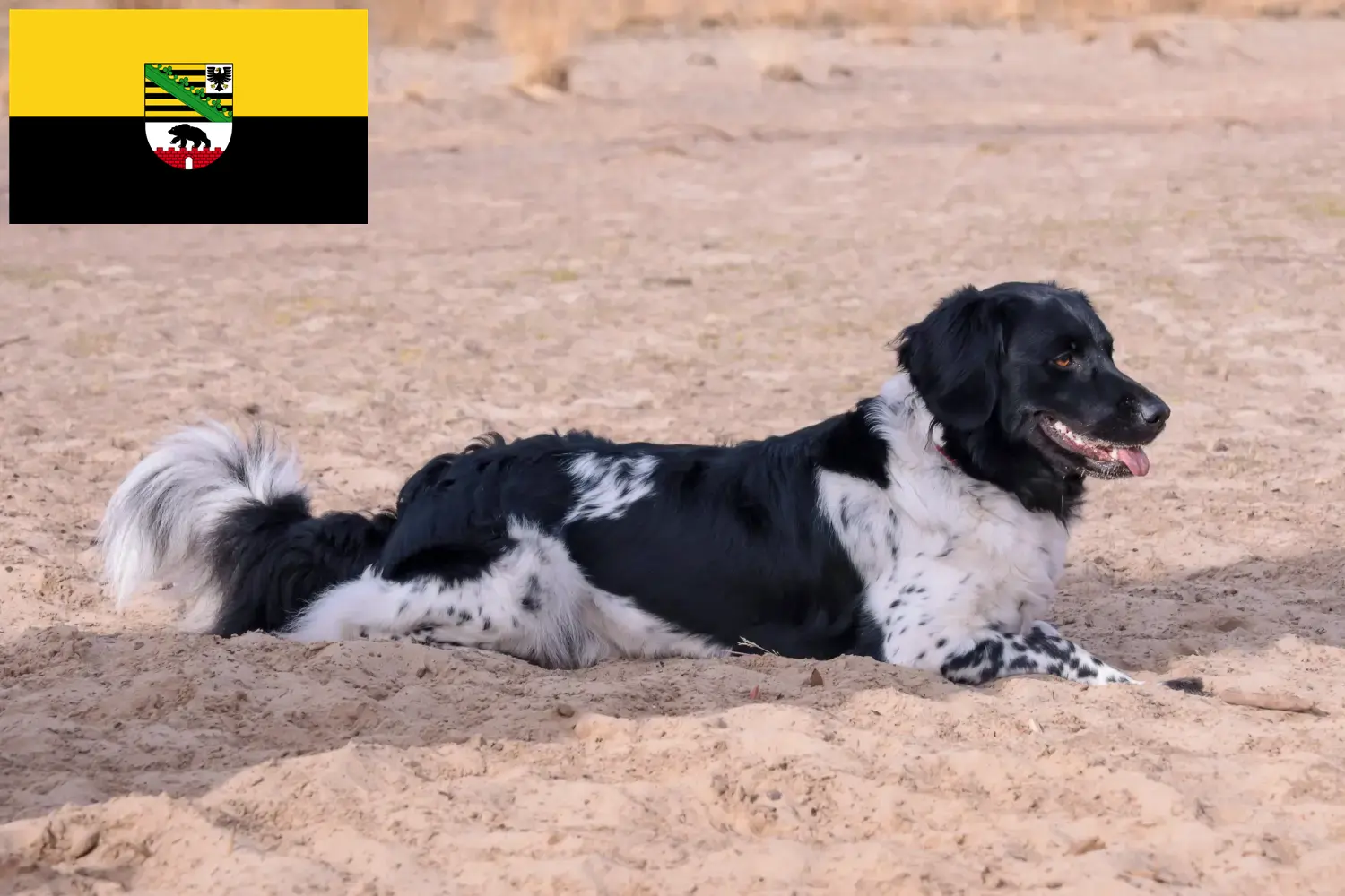 Read more about the article Stabij breeders and puppies in Saxony-Anhalt