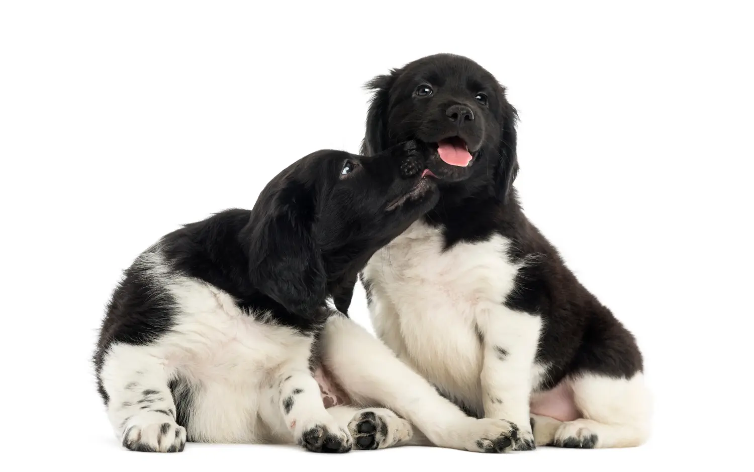 Buying a Stabij puppy means taking responsibility! Buy Stabij puppies.