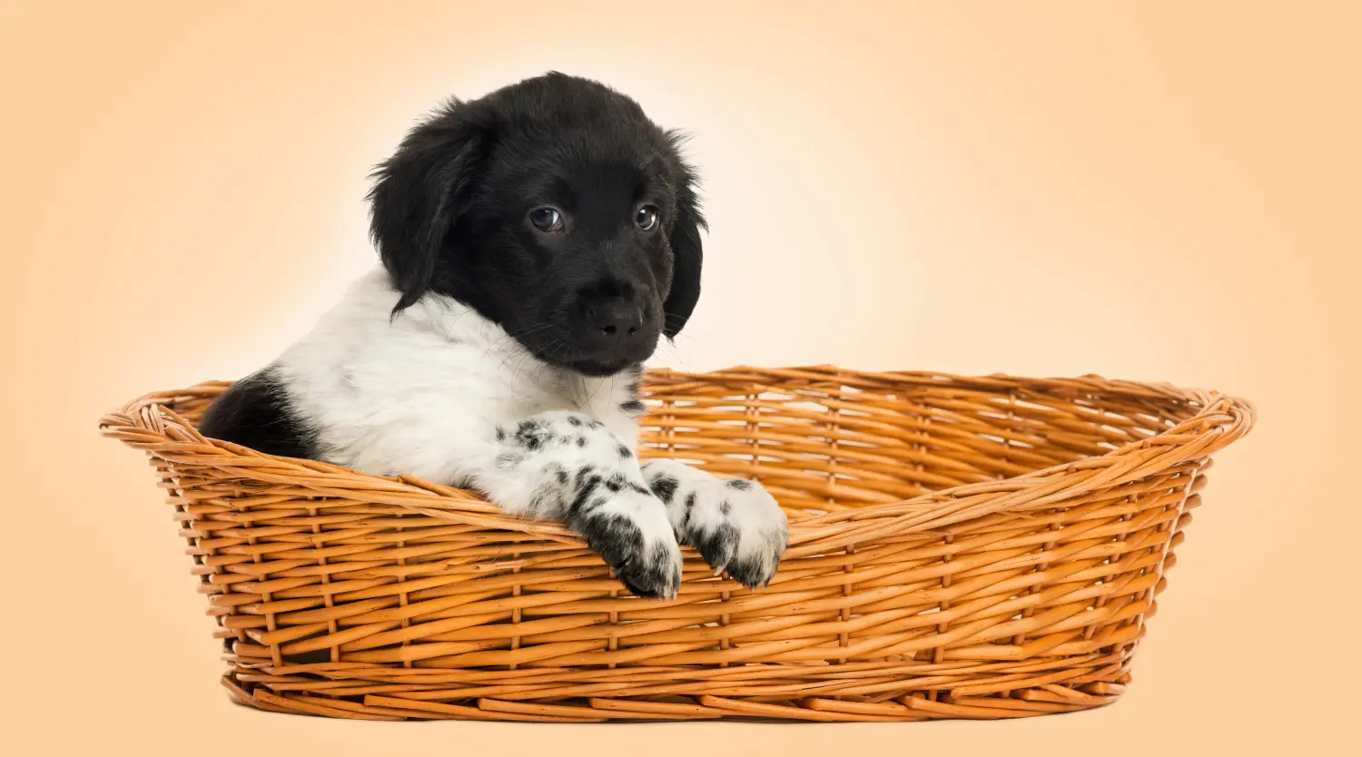 Buying a Stabij puppy means taking responsibility! Buy Stabij puppies.