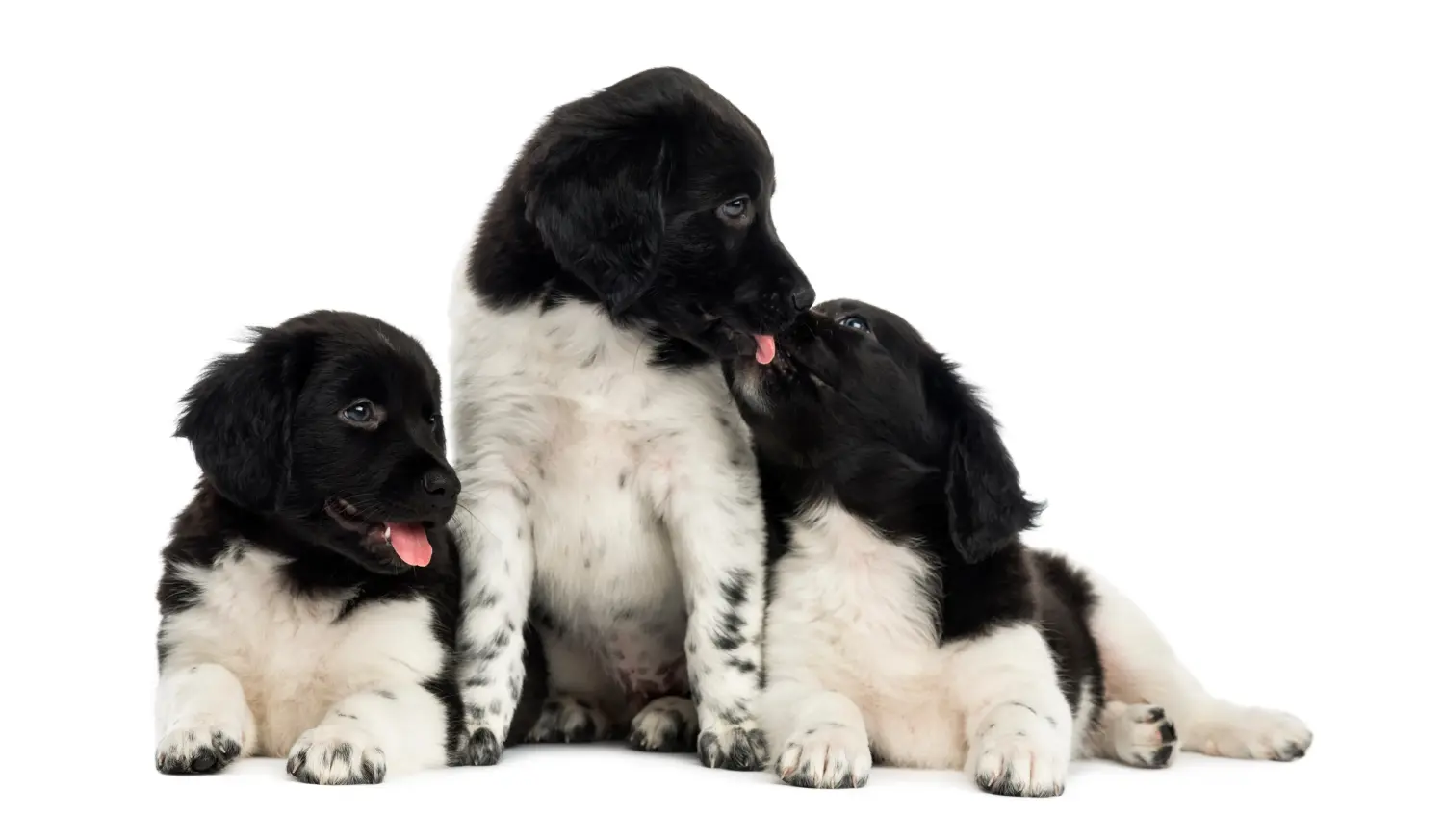 Buying a Stabij puppy means taking responsibility! Buy Stabij puppies.