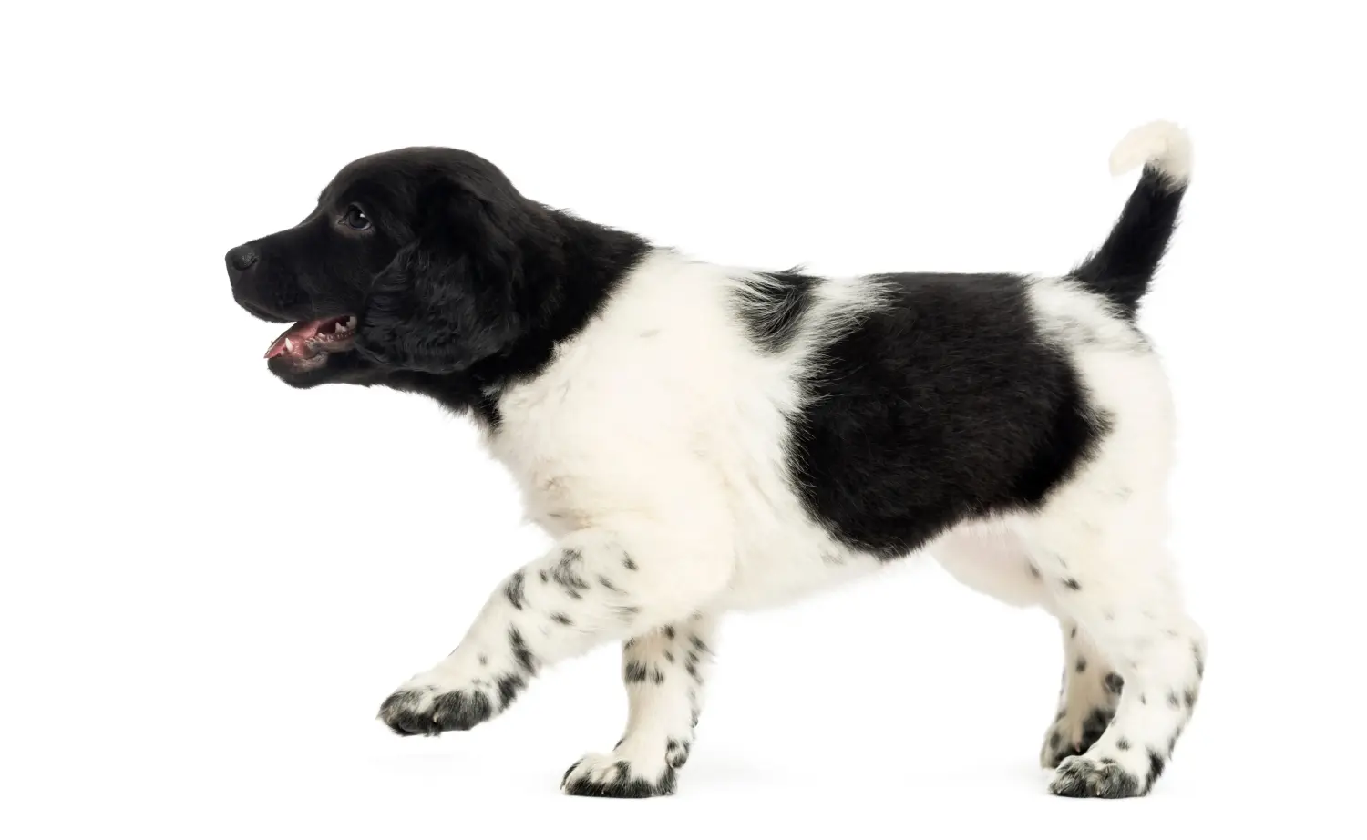 Buying a Stabij puppy means taking responsibility! Buy Stabij puppies.