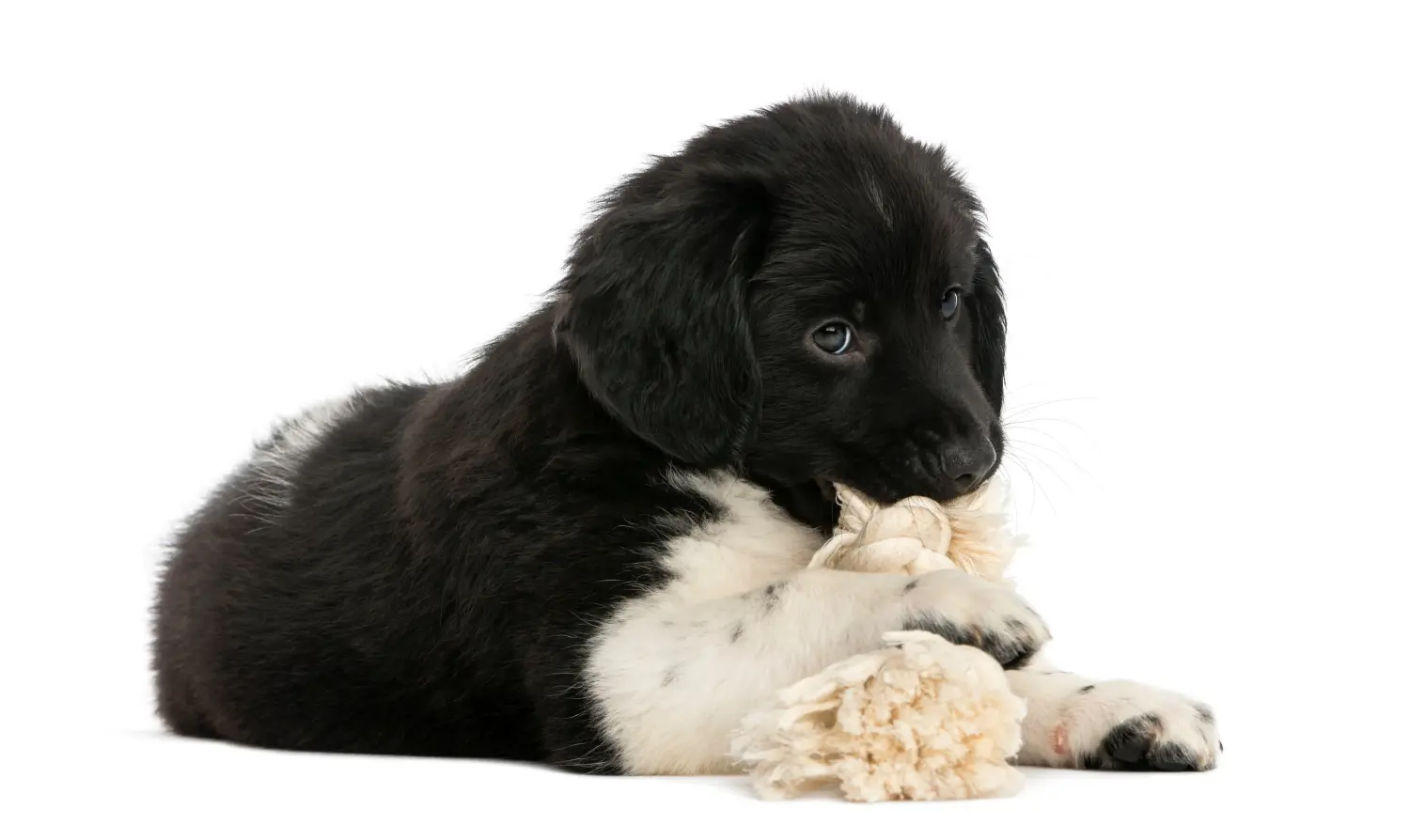 Buying a Stabij puppy means taking responsibility! Buy Stabij puppies.