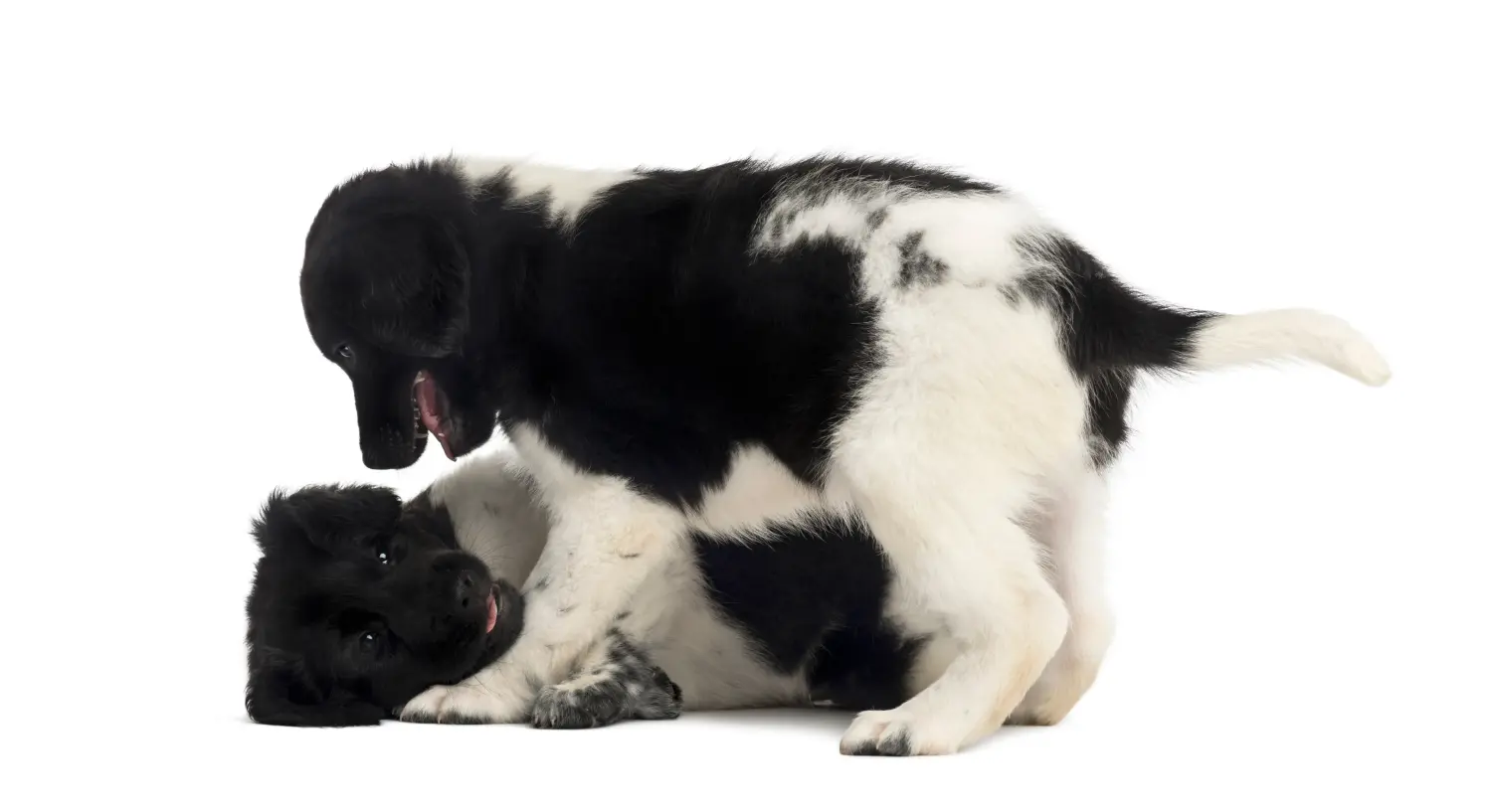 Buying a Stabij puppy means taking responsibility! Buy Stabij puppies.