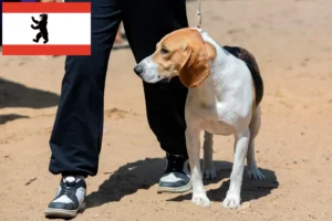 Read more about the article Swiss Lowland Dog Breeder and Puppies in Berlin