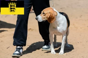 Read more about the article Swiss Lowland Dog Breeder and Puppies in Baden-Württemberg
