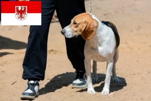 Read more about the article Swiss Lowland Dog Breeder and Puppies in Brandenburg