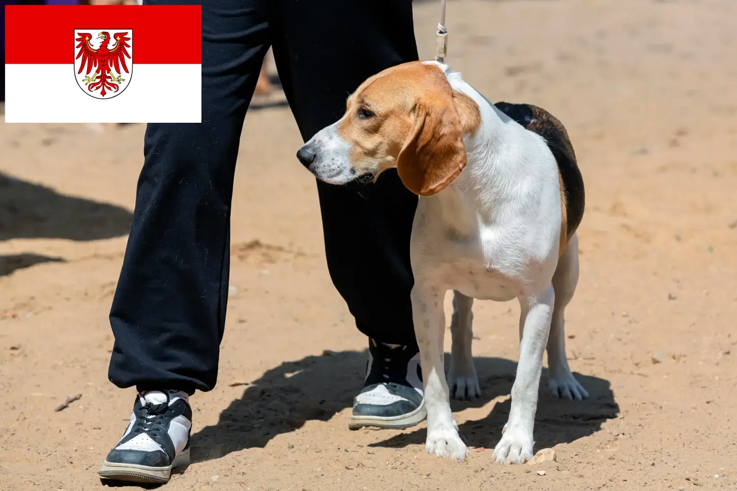Read more about the article Swiss Lowland Dog Breeder and Puppies in Brandenburg