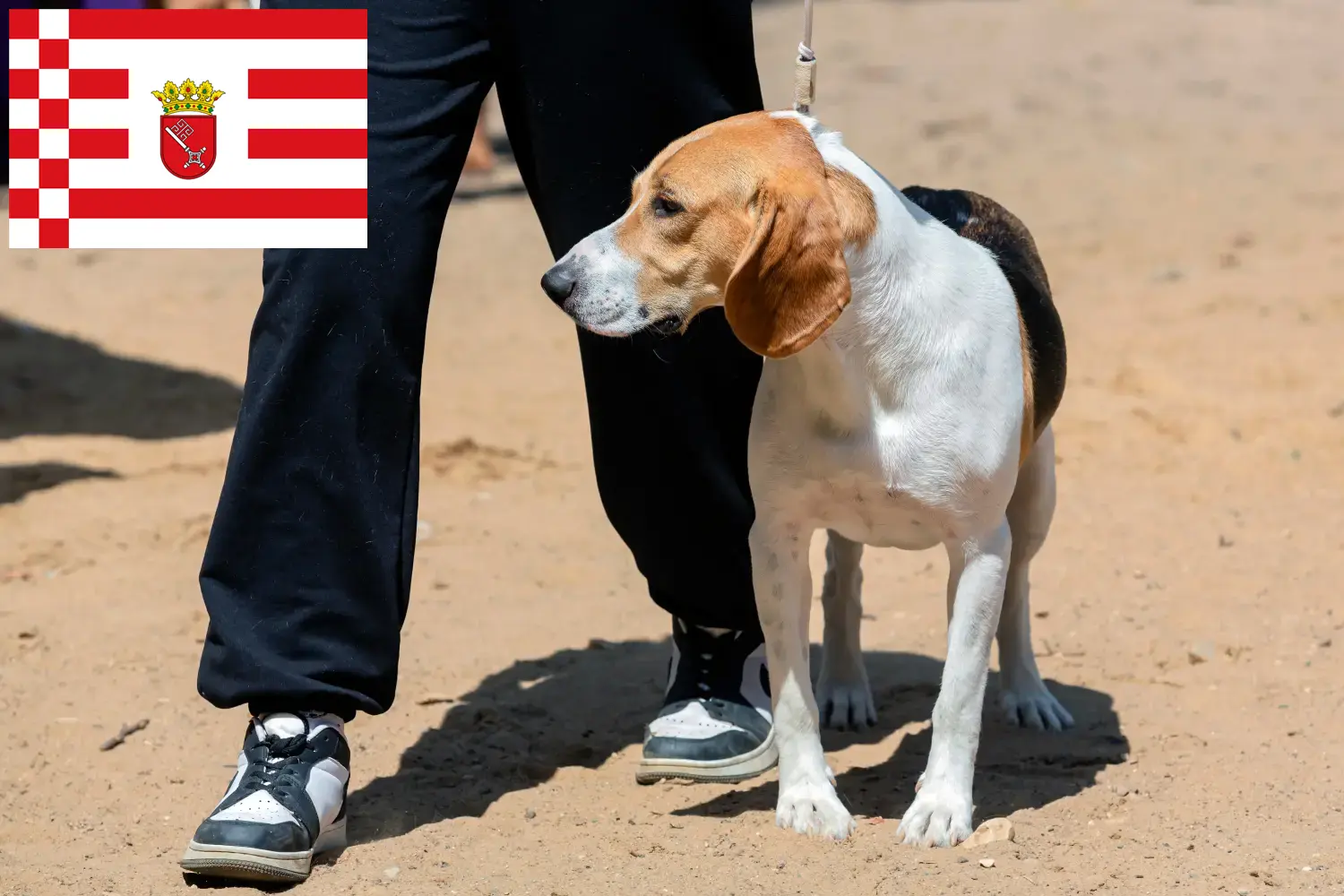 Swiss Netherland Dog Puppies and Breeder Bremen Here you can find Swiss Downhill Dog breeders in Bremen.