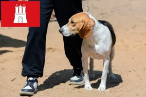 Read more about the article Swiss Lowland Dog Breeder and Puppies in Hamburg