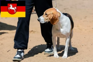 Read more about the article Swiss Lowland Dog Breeder and Puppies in Lower Saxony