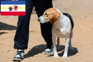 Read more about the article Swiss Lowland Dog Breeder and Puppies in Mecklenburg-Vorpommern
