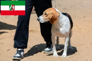 Read more about the article Swiss Downhill Dog Breeder and Puppies in North Rhine-Westphalia
