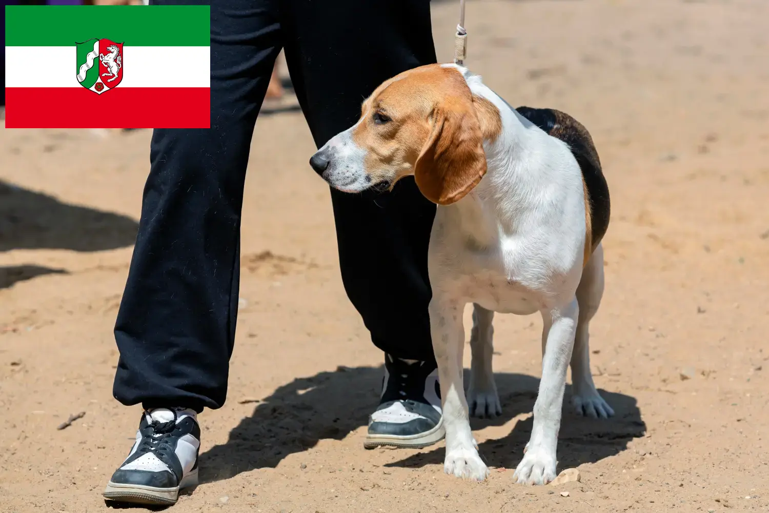 Read more about the article Swiss Downhill Dog Breeder and Puppies in North Rhine-Westphalia