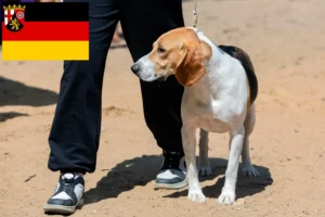 Read more about the article Swiss Downhill Dog Breeder and Puppies in Rhineland-Palatinate