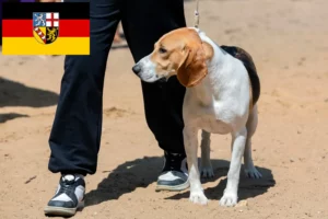 Read more about the article Swiss Lowland Dog Breeder and Puppies in Saarland