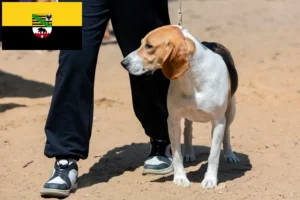 Read more about the article Swiss Lowland Dog Breeder and Puppies in Saxony-Anhalt