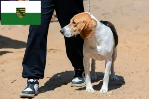 Read more about the article Swiss Lowland Dog Breeder and Puppies in Saxony