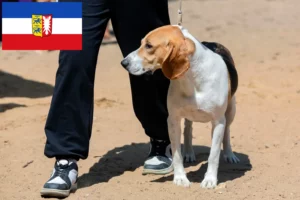 Read more about the article Swiss Lowland Dog Breeder and Puppies in Schleswig-Holstein