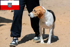 Read more about the article Swiss Lowland Dog Breeder and Puppies in Thuringia