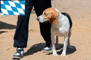 Read more about the article Swiss Lowland Dog Breeder and Puppies in Bavaria