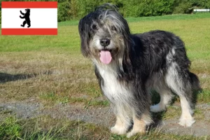 Read more about the article Wäller breeders and puppies in Berlin