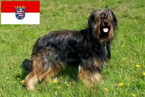 Read more about the article Wäller breeders and puppies in Hessen