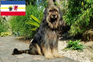 Read more about the article Wäller breeders and puppies in Mecklenburg-Vorpommern